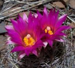 Catus Flower.JPG