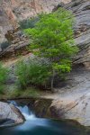 tree-and-water-(death-hollow).jpg