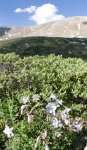 Columbines.jpg