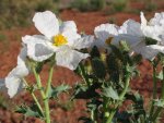 San Juan Mission 2010 211-01.jpg
