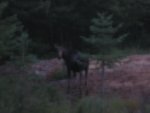 moose hunt 2010 041.jpg