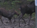 moose hunt 2010 045.jpg