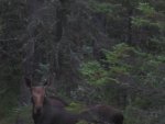 moose hunt 2010 047.jpg