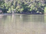 Davies Bay Bird Fish LO.JPG