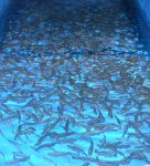 Trout HatchLO.JPG