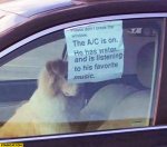 dog-in-a-car-the-ac-is-on-he-has-water-and-is-listening-to-his-favorite-music-please-dont-break-.jpg