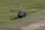 Wombat.JPG