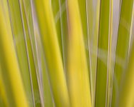 Abstract of Yucca Plant With In-Camera Movement.jpg