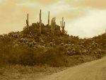 cactus.sepia.jpg