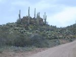 Cactus.nosepia.jpg