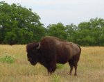 bull bison small.jpg