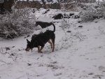 snowday26.JPG