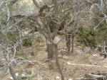 Snake Trail 012.jpg