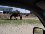 obx horses 5.jpg