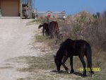 obx horses 3.jpg