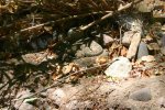 IMG_0015a.jpg