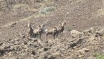 BH Sheep Crop.jpg