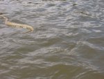 Rattlsnake in the North Platte.jpg