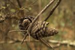 pinecone.JPG