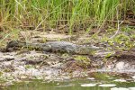11Crocodile Okavango.JPG