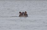 13Hippo Okavango.JPG