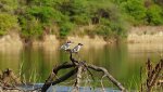 14Kingfisher Okavango.JPG