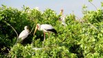 3 Storks Okavango.JPG