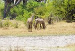 6 Roan Antilopes Moremi NP Bot..JPG
