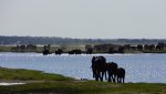 8 Elephants Chobe River Bot..JPG
