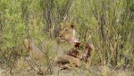 10 Lion feeding Hwange NP Zim..jpg