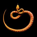 Snake-Photography-5.jpg