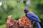 dsc0798Steller's Jay 01.jpg