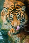 Sumatran Tiger 01.jpg