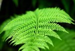 Fern -01.jpg