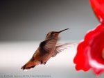 Hummingbird -1.jpg
