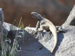 Chuckwalla.jpg