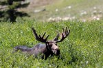 20090822-Moose2a.JPG