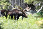 20090822-Moose3.JPG
