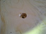 Showing countersinking for bolting the floor down.jpg