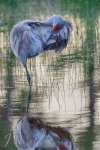 Sandhill Crane-2.jpg