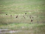 NebraskaSandhillsMay31-June5,2013 671.jpg
