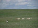 NebraskaSandhillsMay31-June5,2013 746.jpg
