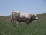 NebraskaSandhillsMay31-June5,2013 417.jpg
