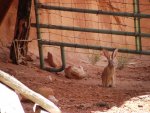 CapitolReefNPGrandStaircaseNMJune14-16, 2013 121.jpg