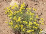 CapitolReefNPGrandStaircaseNMJune14-16, 2013 379.jpg