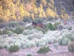 011 wild horse.jpg