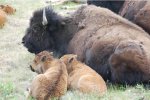 bison and babies.jpg