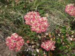 SeanWorland,WYAreaJuly2013 078.jpg