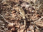 Lizards!!!!!!!!!InDororesTriangleMay22, 2013 009 (1280x960).jpg