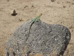 SegoUtahGhostMiningTown8-3-2013 007.jpg